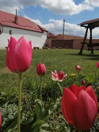 Фото Проживание в семье Casa Suzy &amp; Roxy г. Arpaşu de Jos